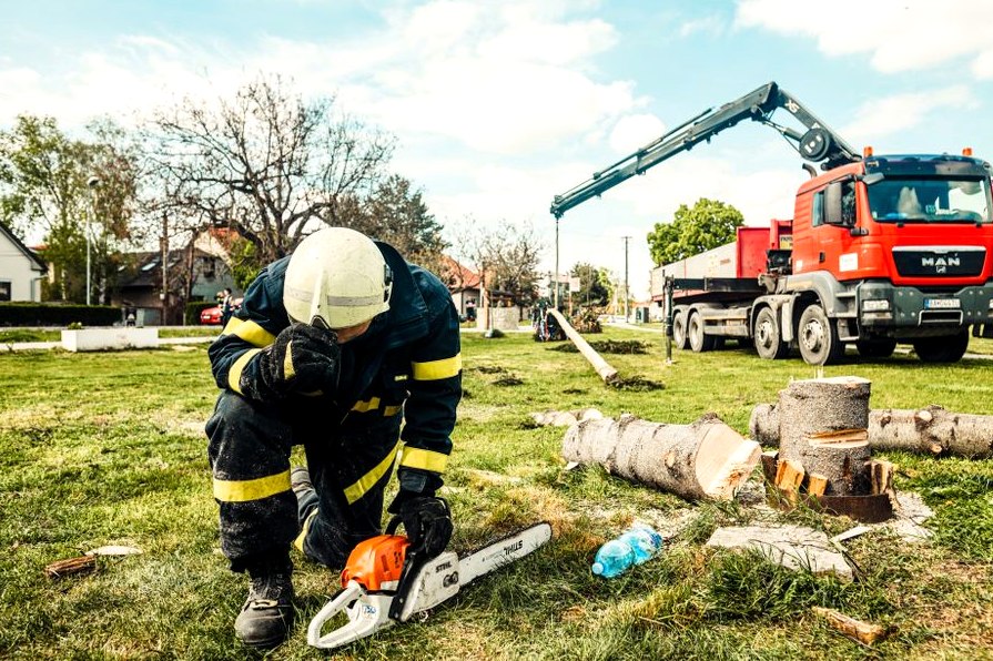 Arborist in Ocala