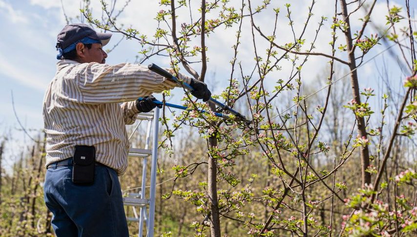 Tree Pruning in Ocala