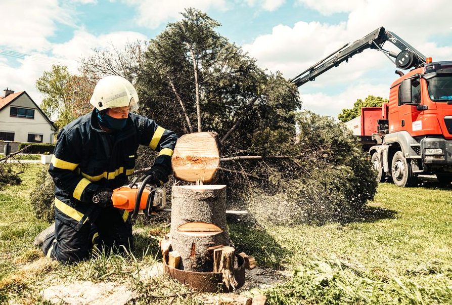 Tree Removal in Ocala