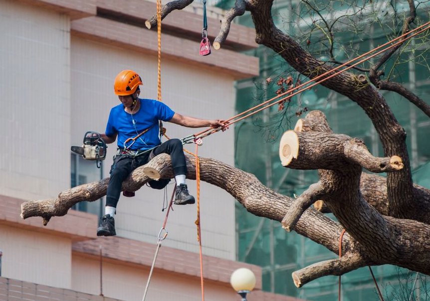 Tree Service Cost Guide in Ocala