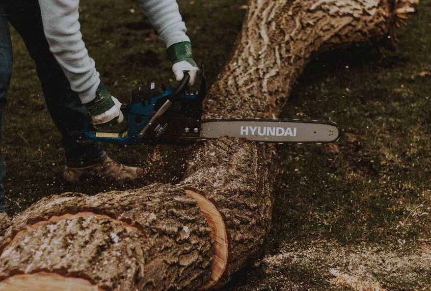 Tree Service How It Works in Ocala