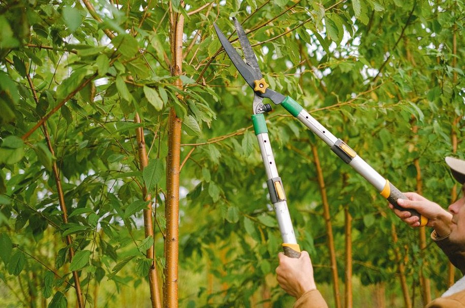 Tree Trimming in Ocala